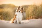 sheltie x dekreu, Rabiës (hondsdolheid), Reu, 1 tot 2 jaar, Eén hond