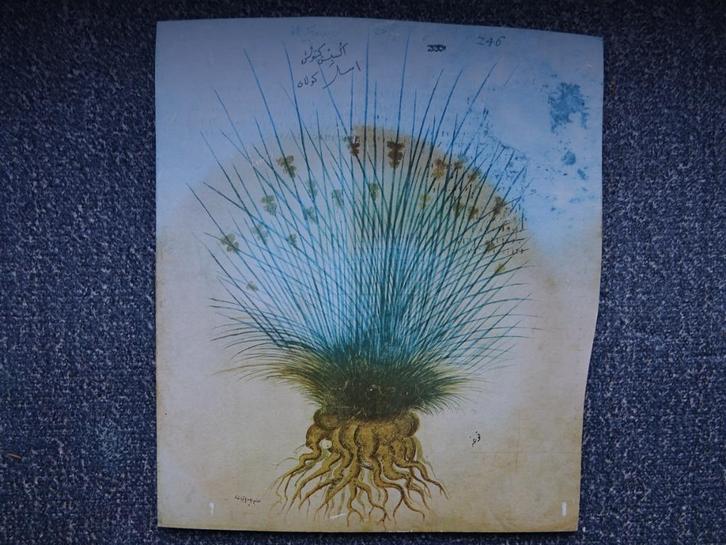 Fol. 246 uit ‘Wiener Dioscorides’ op paneel, Antiek en Kunst, Kunst | Tekeningen en Foto's, Ophalen of Verzenden