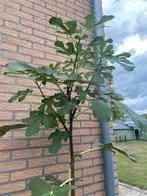 Vijgenboom op stam, Tuin en Terras, Ophalen