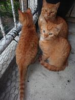 Rode Kittens te koop., Dieren en Toebehoren, Katten en Kittens | Overige Katten, Meerdere dieren, Kortharig
