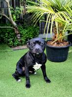 Staffordshire bull terrier dekreu, Reu, CDV (hondenziekte), Meerdere, 3 tot 5 jaar