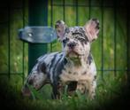 Franse bulldog pups ALLE PUPS HEBBEN EEN BAASJE GEVONDEN!!!!, CDV (hondenziekte), 8 tot 15 weken, Bulldog, Meerdere