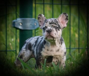 Franse bulldog pups ALLE PUPS HEBBEN EEN BAASJE GEVONDEN!!!! beschikbaar voor biedingen