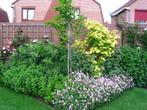 Tuin werk gezocht in Beuningen!!!!, Ophalen, Bodembedekkers, Vaste plant, Halfschaduw