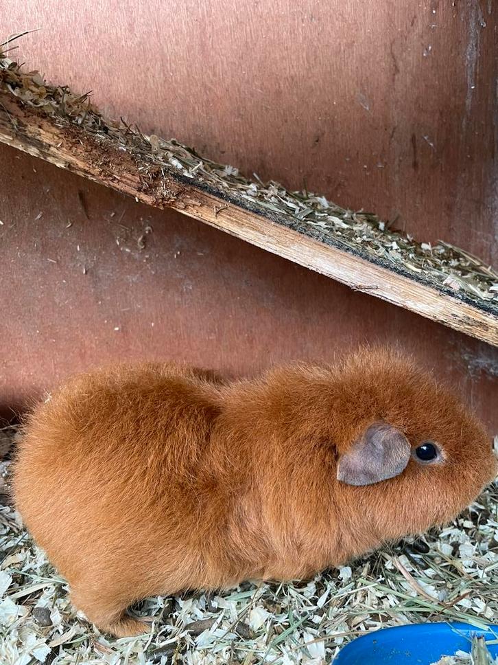 2 rex beharing cavias, Dieren en Toebehoren, Knaagdieren, Mannelijk, Cavia, April, Tam