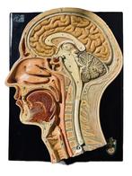 Somso anatomisch Antiek model plaster crane skull hoofd, Antiek en Kunst, Curiosa en Brocante, Ophalen of Verzenden