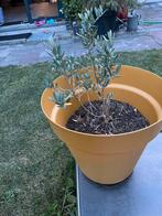 Twee olijfbomen in grote pot, Tuin en Terras, Planten | Bomen, Ophalen of Verzenden, 100 tot 250 cm, Olijfboom, Zomer
