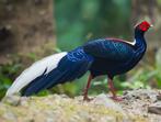 Swinhoe fazanten - onverwant koppel, Dieren en Toebehoren, Meerdere dieren, Overige soorten
