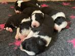 Border collie pups met stamboom uit werklijn., Rabiës (hondsdolheid), 8 tot 15 weken, Collie, Meerdere