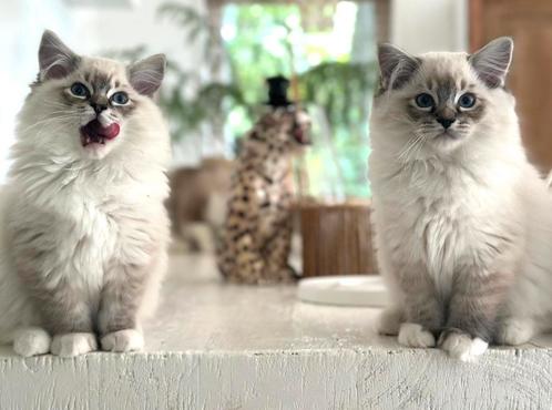 Meest waanzinnige Seal Lynx Mitted Ragdoll kittens, Dieren en Toebehoren, Katten en Kittens | Raskatten | Langhaar, Kater, 0 tot 2 jaar