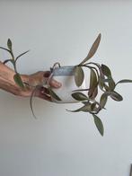 Tradescantia pallida Purple Heart plant incl bloempot, Ophalen of Verzenden, Overige soorten, Minder dan 100 cm