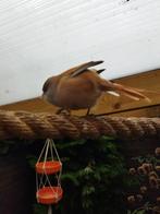 0-1 baardman geringd 2025, Dieren en Toebehoren, Vogels | Overige Vogels, Vrouwelijk, Geringd