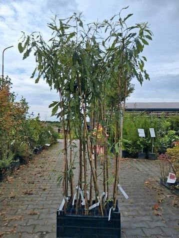 200cm!! Tamme kastanje bomen Castanea sativa aspleniifolia beschikbaar voor biedingen