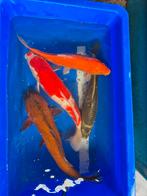 Kois   plusminus  50 grote koi's, Karper of Koi