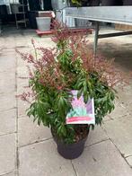 Pieris japonica 'Passion' - Japanse rotsheide €19,95, Tuin en Terras, Planten | Tuinplanten, Overige soorten, Vaste plant, Ophalen of Verzenden