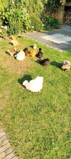 Zijde Hoen kriel kip met 5 kuikens (garantie 3 hen), Dieren en Toebehoren, Pluimvee, Vrouwelijk, Kip
