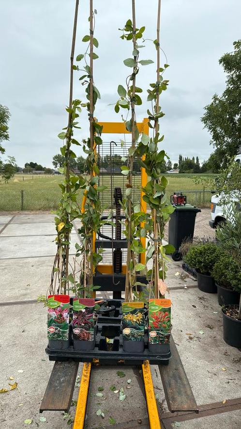 Kamperfoelie 4 kleuren goedvertakt 150 cm nu 8,95 op is op, Tuin en Terras, Planten | Tuinplanten, Vaste plant, Klimplanten, Volle zon