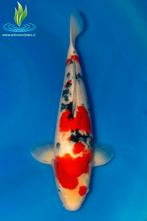 076 Sanke, Dieren en Toebehoren, Vissen | Vijvervissen, Karper of Koi