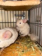 Goldbar velvet chinchilla’s vrouwtjes, Chinchilla, Juli, Vrouwelijk, Tam