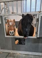 Stalhulp gezocht prive stal heerhugowaard de noord, Dieren en Toebehoren, Paarden en Pony's | Overige Paardenspullen, Ophalen