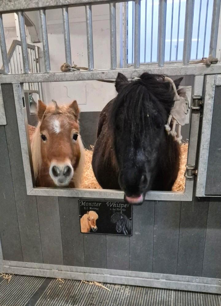 Stalhulp gezocht prive stal heerhugowaard de noord, Dieren en Toebehoren, Paarden en Pony's | Overige Paardenspullen, Zo goed als nieuw