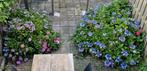 Mooie grote hortensia's, Tuin en Terras, Planten | Tuinplanten, Ophalen, Zomer, Overige soorten, Halfschaduw