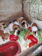 Jonge cavia's, Mei, Meerdere dieren, Cavia