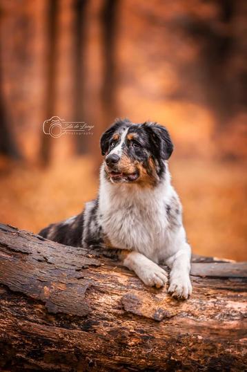 Bewezen Dek reu australian shepherd  beschikbaar voor biedingen