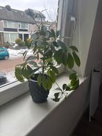 Schefflera plant, Ophalen, Overige soorten, Halfschaduw, In pot