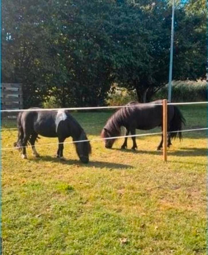 Verzorgpony s aangeboden!, Dieren en Toebehoren, Overige Dieren, Meerdere dieren, Mei
