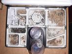 Mieren messor barburus, Dieren en Toebehoren, Insecten en Spinnen, Mieren