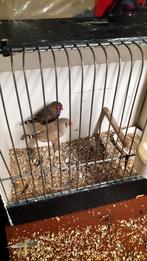 Koppel zebravinken, Dieren en Toebehoren, Meerdere dieren