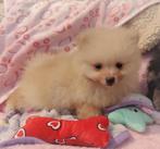 Nog 3 super snoezige mini pomeranian puppys ️🌸🩷🥰, Dieren en Toebehoren, Keeshond, 8 tot 15 weken, Meerdere, Meerdere dieren