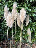 pamgras pluimen droogbloemen mooi op een vaas pluim, Ophalen, Nieuw