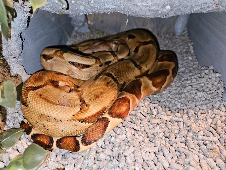 Boa inclusief terrarium te koop, Dieren en Toebehoren, Reptielen en Amfibieën, Slang, Met terrarium
