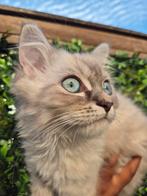 Blue lynx ragdoll met mooie blauwe ogen zoekt een huisje, Meerdere dieren, Ontwormd, 0 tot 2 jaar