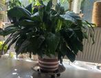 Groete kamer plant, Ophalen, Overige soorten, Minder dan 100 cm