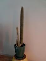 Grote cactus inclusief pot, Ophalen, Cactus, Volle zon, Minder dan 100 cm