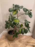 Ficus Elastica - Rubberplant Kamerplant, Vaste plant, Bloeit niet, Halfschaduw, Ophalen