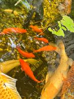 Grote goudvissem, Dieren en Toebehoren, Vissen | Vijvervissen, Karper of Koi