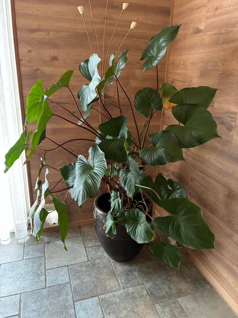 Kamerplant, Huis en Inrichting, Kamerplanten, Ophalen, Halfschaduw, 150 tot 200 cm