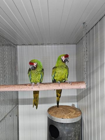 Soldaat ara military macaw koppel beschikbaar voor biedingen