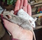 Kleurmuizen muis splashed schimmel en grijs man, Dieren en Toebehoren, December, Mannelijk, Muis