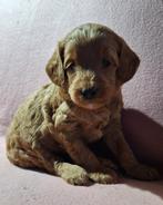 Australian labradoodle pups, Nederland, Overige rassen, Meerdere, Meerdere dieren