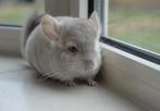 chinchilla verschillende jonge bokjes beschikbaar, Dieren en Toebehoren, Knaagdieren, Juni, Mannelijk, Chinchilla