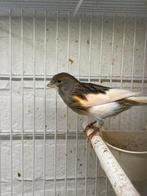 Te koop Mooi harlekijn kanarie van 24, Dieren en Toebehoren, Vogels | Kanaries, Mannelijk, Kleurkanarie