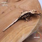 Wimpergekko Correlophus ciliatus JOKERGECKOS, Dieren en Toebehoren, Hagedis, 0 tot 2 jaar