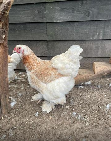 Brahma- Zalm- Hennen- Kuikens Unieke kleur beschikbaar voor biedingen