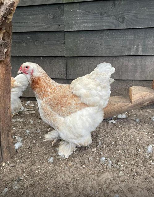 Brahma- Zalm- Hennen- Kuikens Unieke kleur, Dieren en Toebehoren, Pluimvee, Kip, Vrouwelijk