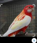 Gezocht Rubino rosella man, Dieren en Toebehoren, Mannelijk, Parkiet, Geringd